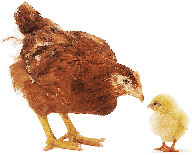 poule et poussin CNA